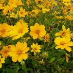 Coreopsis auriculata 'Elfin Gold' - Meisjesogen