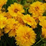 Meisjesogen - Coreopsis grandiflora 'Sunray'