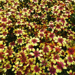 Coreopsis verticillata 'Bengal Tiger' - Meisjesogen