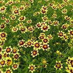 Coreopsis 'Cosmic Eye' - Meisjesogen