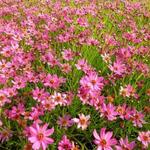 Coreopsis 'Limerock Passion' - Meisjesogen