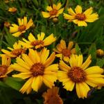 Coreopsis lanceolata 'Goldtaler' - Meisjesogen