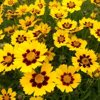 Coreopsis lanceolata 'Sterntaler'