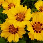 Coreopsis lanceolata 'Walter' - Meisjesogen