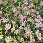 Coreopsis rosea 'American Dream' - Meisjesogen