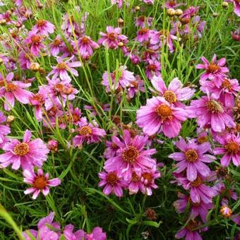 Coreopsis rosea 'Heaven's Gate'