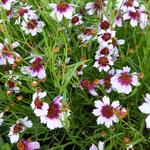 Coreopsis rosea 'Sweet Dreams'  - Meisjesogen - Coreopsis rosea 'Sweet Dreams' 