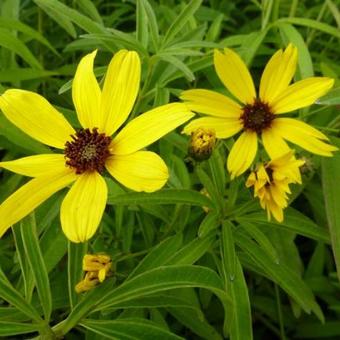 Coreopsis tripteris