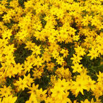 Coreopsis grandiflora 'ANDIAMO Yellow Red' - Meisjesogen