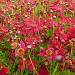 Coreopsis verticillata 'Ruby Red' - Meisjesogen