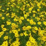 Coreopsis verticillata 'Zagreb' - Meisjesogen