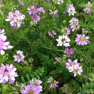 Bont kroonkruid, Kroonwikke - Coronilla varia