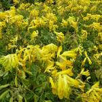 Corydalis lutea - Helmbloem - Corydalis lutea