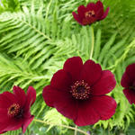 Cosmos atrosanguineus - Cosmea