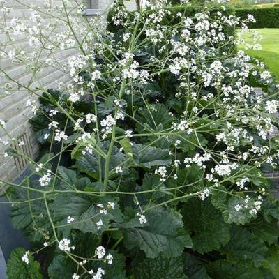 Crambe cordifolia - Zeekool