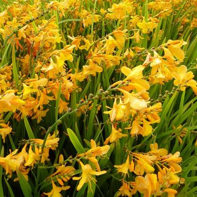 Montbretia - Crocosmia x crocosmiiflora 'Buttercup'