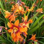 Crocosmia x crocosmiiflora 'Emily McKenzie' - Montbretia - Crocosmia x crocosmiiflora 'Emily McKenzie'