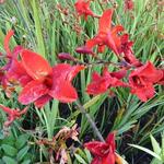 Crocosmia 'Hellfire' - Montbretia