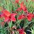 Crocosmia 'Hellfire'