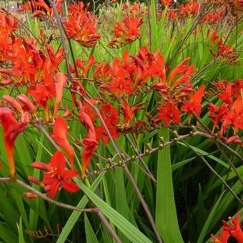 Crocosmia x crocosmiiflora 'Lucifer'