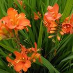 Crocosmia masonianum 'Okavango' - Montbretia