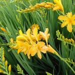 Crocosmia 'Paul's Best Yellow' - Montbretia