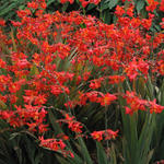 Crocosmia x crocosmiiflora 'Saracen' - Montbretia