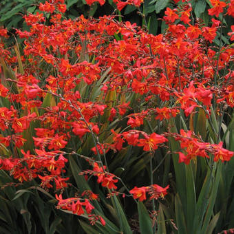 Crocosmia x crocosmiiflora 'Saracen'