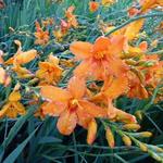 Crocosmia 'Zambesi' - Montbretia