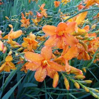 Crocosmia 'Zambesi'