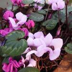 Cyclamen coum - Alpenviooltje - Cyclamen coum