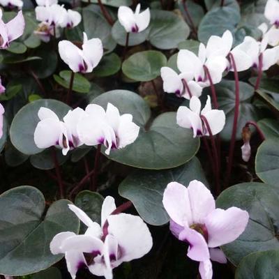 Cyclamen coum 'Album' - Alpenviooltje