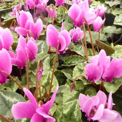 Cyclamen hederifolium - Alpenviool, Napolitaanse cyclaam