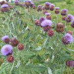 Cynara scolymus - Artisjok