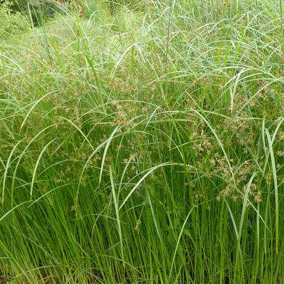 Cyperus longus  - Cypergras