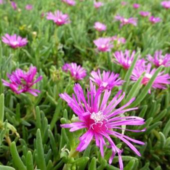 Delosperma cooperi