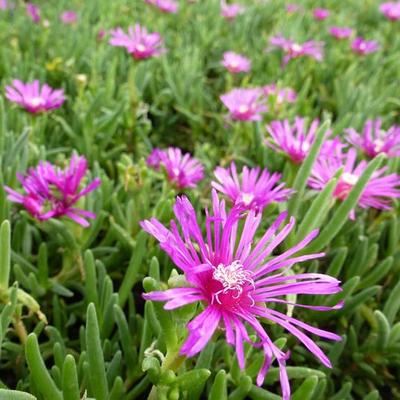 Delosperma cooperi - IJsbloem