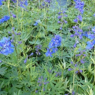 Delphinium belladonna 'Bellamosum' - Ridderspoor