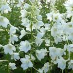 Delphinium 'Casa Blanca'  - Ridderspoor