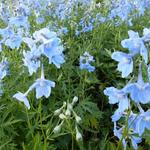 Delphinium belladonna 'Cliveden Beauty' - Ridderspoor - Delphinium belladonna 'Cliveden Beauty'