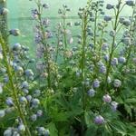 Delphinium elatum HIGHLANDER 'Bolero' - Ridderspoor