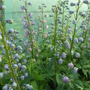 Delphinium elatum HIGHLANDER 'Bolero'