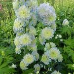 Delphinium elatum HIGHLANDER 'Moon Light' - Ridderspoor