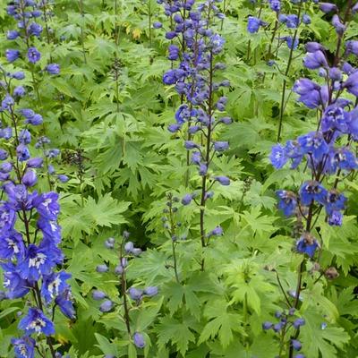 Delphinium 'Blue Bird' - Ridderspoor