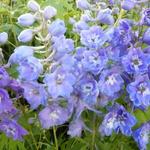 Delphinium 'Camelliard' - Ridderspoor