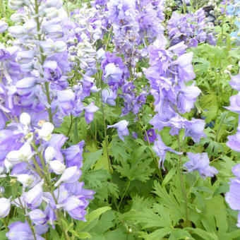 Delphinium pacific-giant 'Guinevere'