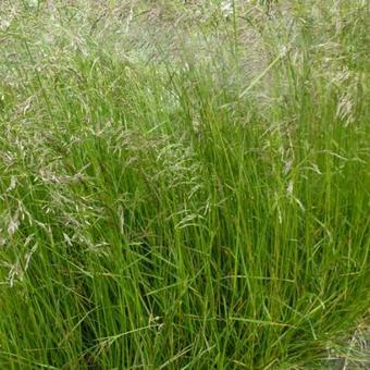 Deschampsia cespitosa