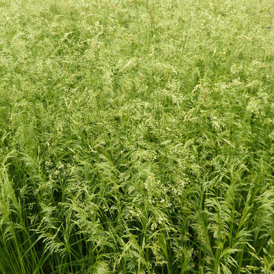 Deschampsia cespitosa  'Goldschleier' - Gewone smele