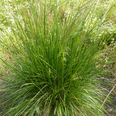 Deschampsia cespitosa 'Goldtau' - Ruwe smele