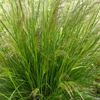 Deschampsia cespitosa 'Pixie Fountain'